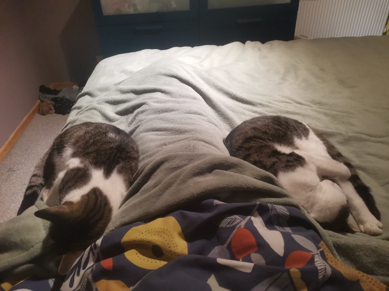 AIBU wanting these kittens?