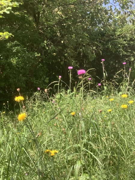 What have you done in the garden today? Part 2