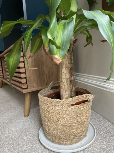 What's wrong with my plant?