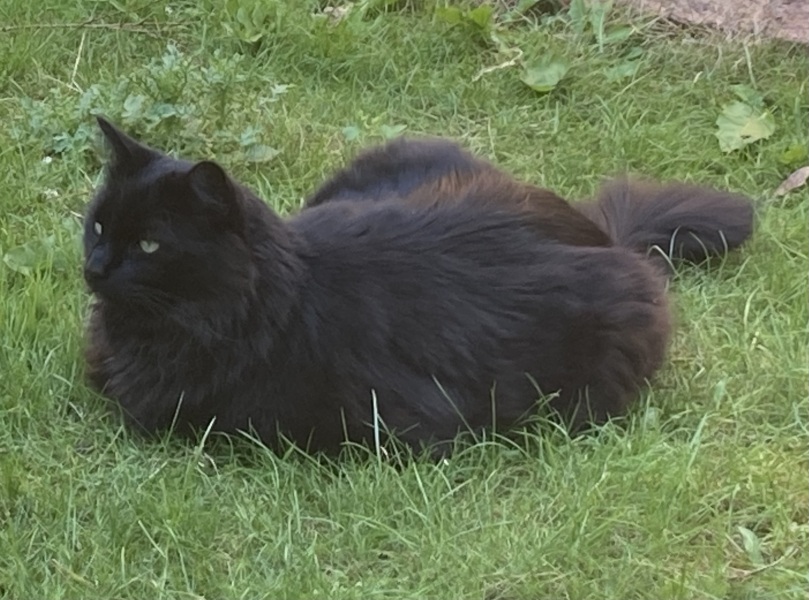A Very Great Quantity Of Excellent Cats