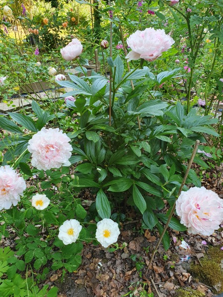 Have your peonies sprouted yet?