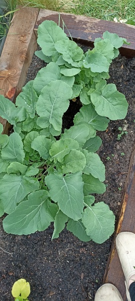 What veg is this?