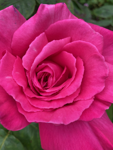 Thread 7 - TalkLair: “In fact it’s an oblate spheroid”