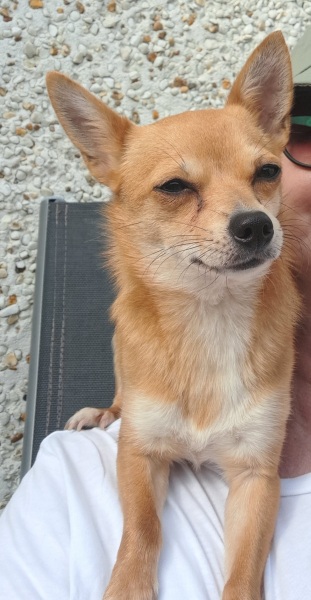 Chihuahua advice please!