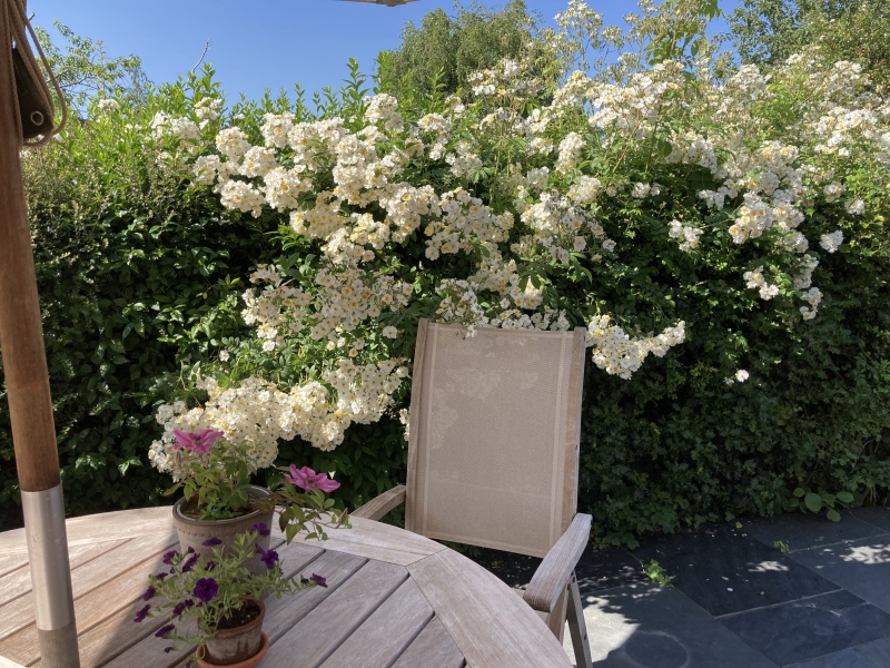 What have you done in the garden today? Part 2