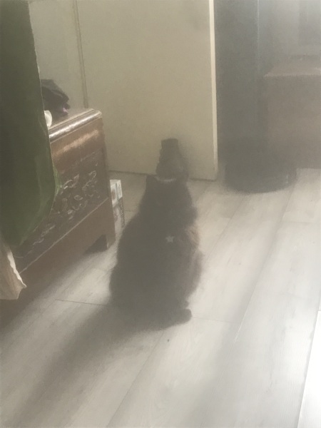 Cats used to be worshiped as Gods...