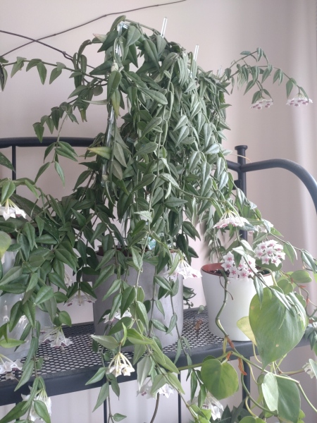 Anyone up for a house plant chat?