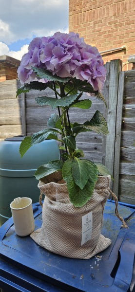 Hydrangea singolo