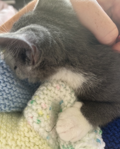 New Kitten