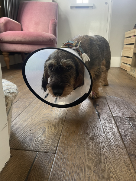 Puppy survival thread part 2