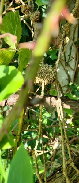 What is nesting in my shrubs?