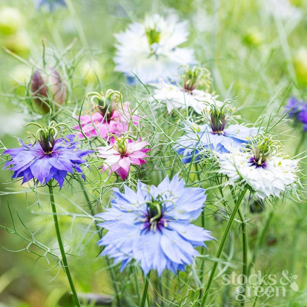 Nigella question