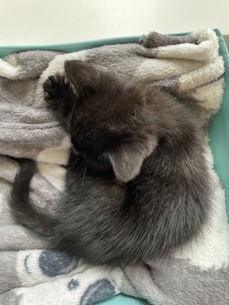 We found a kitten. Tips