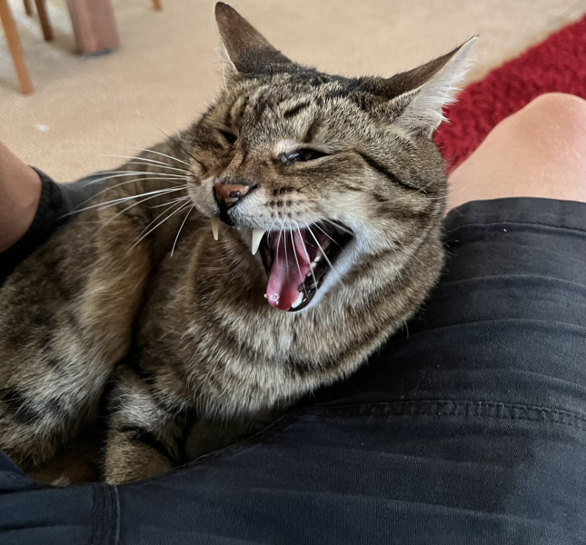 Thug cat part 5 - For he will not do destruction, if he is well-fed, neither will he spit without provocation.
