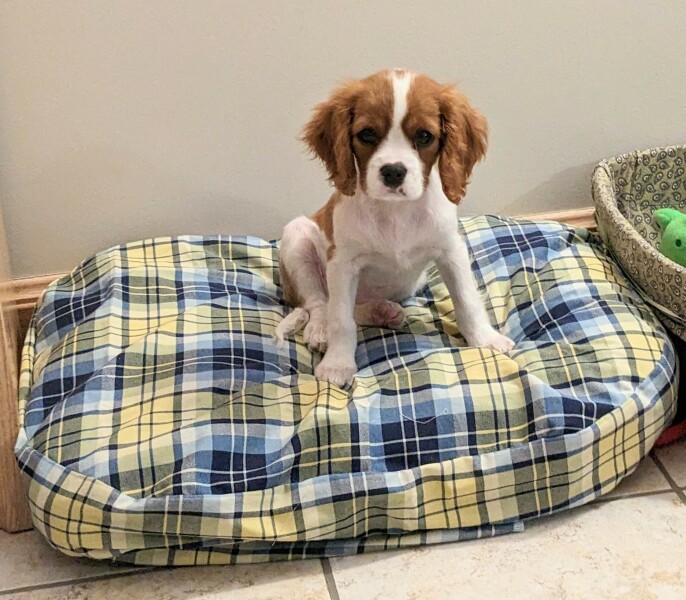 Puppy survival thread part 2