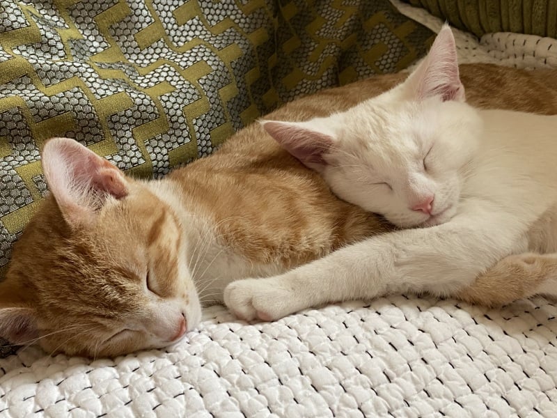 4 cats - am I doing the right thing?