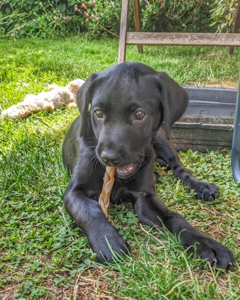 Puppy survival thread part 2