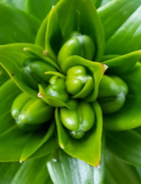 Lilies?