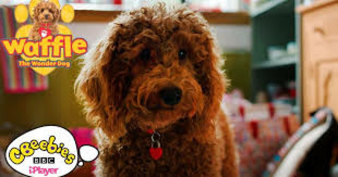 Shipoo/cavapoo/other