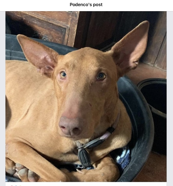 Meet PurplecatDog Junior
