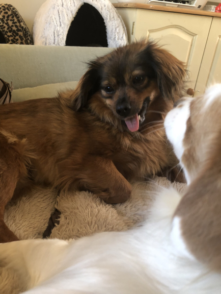 Come & look at my amazing foster dog