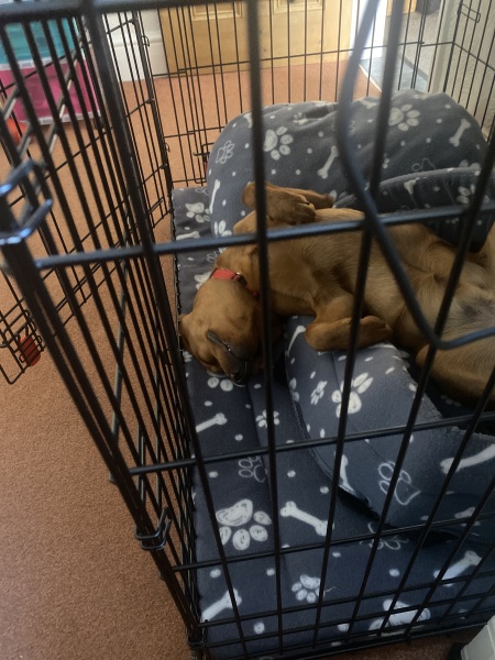 Puppy survival thread part 2