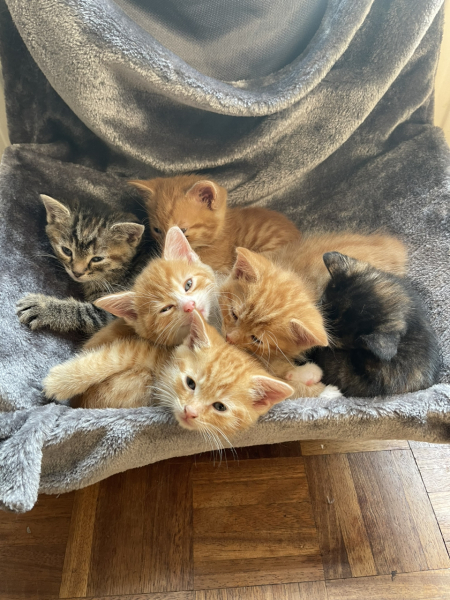 Advice please! Cat close to birth?