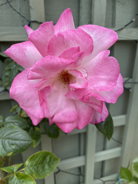 Rose and clematis combination