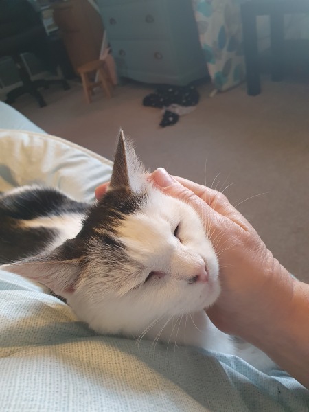 How long did it take for your new cat to come out of hiding?
