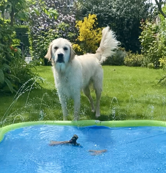 Puppy survival thread part 2