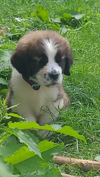 Absolutely no reason for this thread except to show off my gorgeous new pup