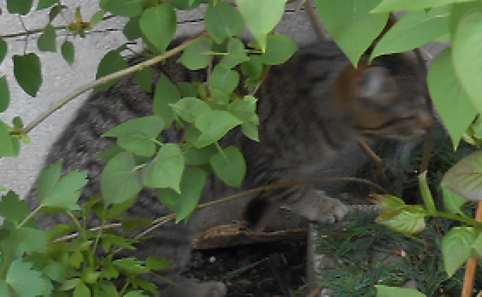 My cat now