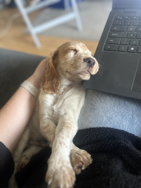 Puppy support group