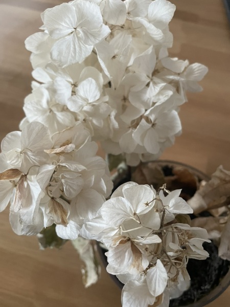 Is this house plant dead?