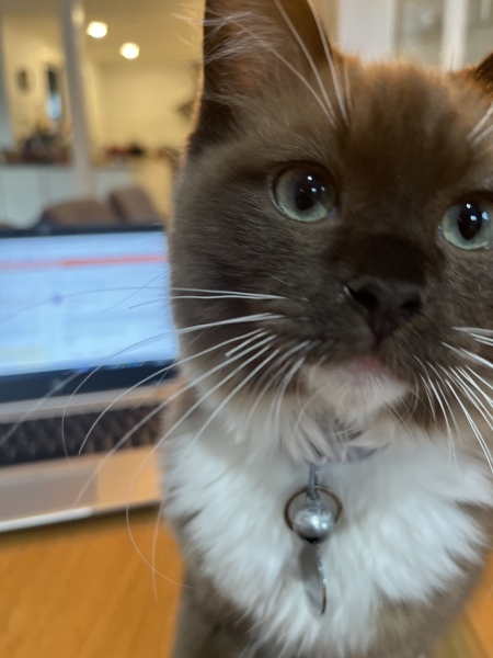 Let's have a happy thread. Show me your kitties.