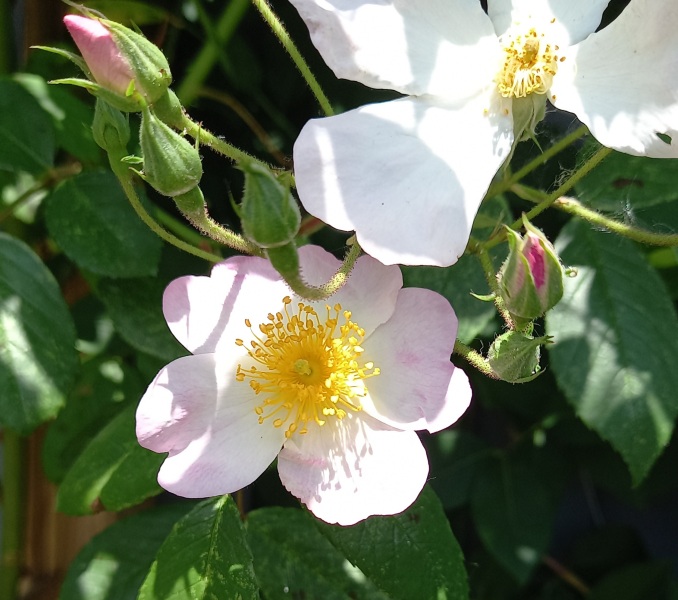 Rose Appreciation Thread