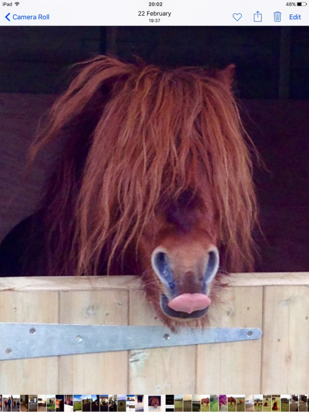 Rehome shetland two ponies
