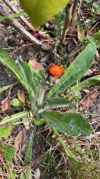 What plant is this?