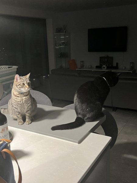 A Very Great Quantity Of Excellent Cats