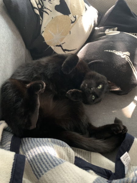 How long did you *actually* keep your cat in for?