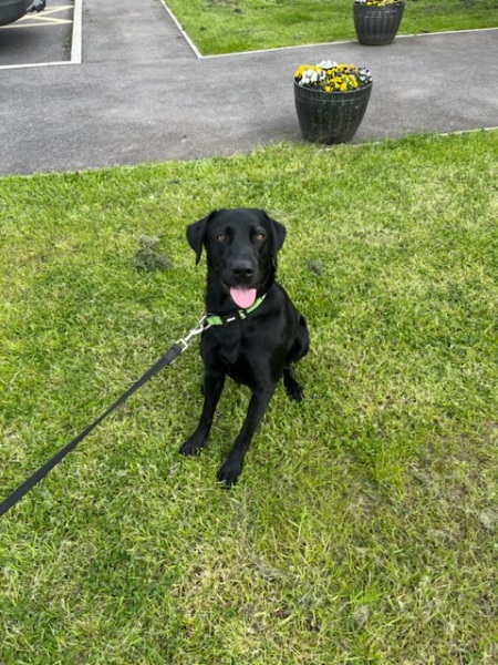 What mix is my dog ( photo included)