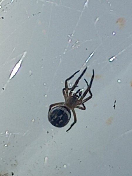 To kill this spider