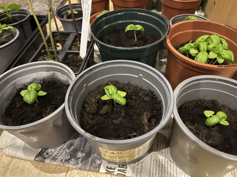 What have you done in the garden today? Part 2