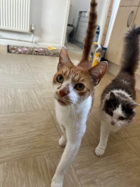 Any cat breeders had a kitten THIS small? 