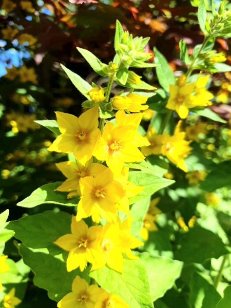 What is this plant please?