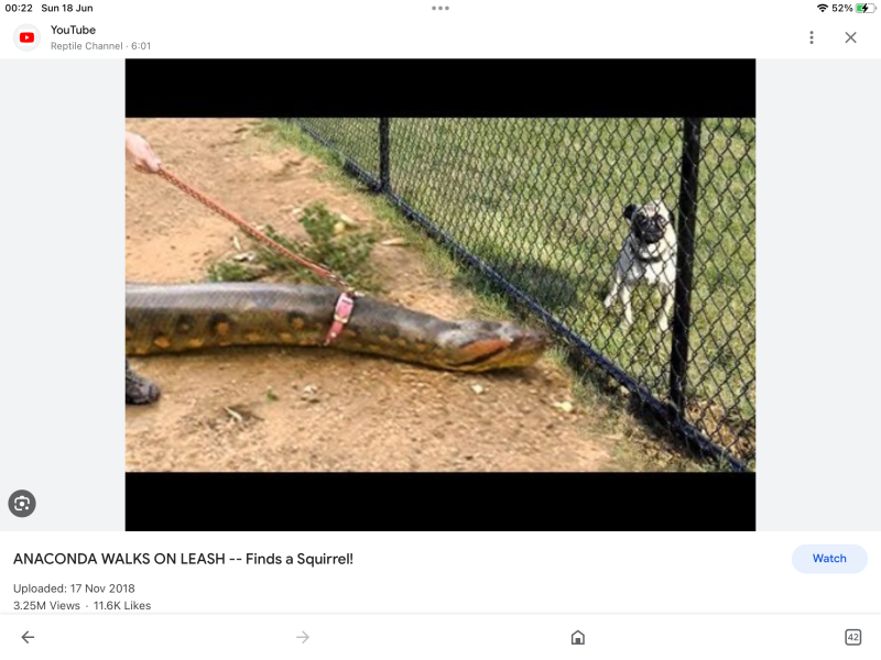 to take my snake to sunbathe in the local park?