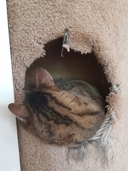 Thug cat part 5 - For he will not do destruction, if he is well-fed, neither will he spit without provocation.