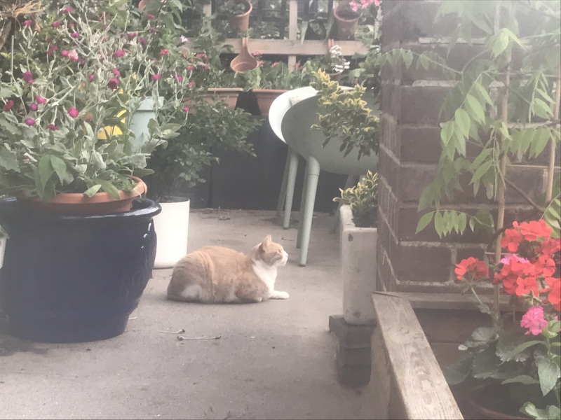 Cats used to be worshiped as Gods...