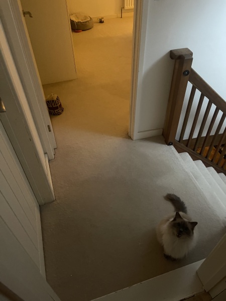 Taking down the top stair gate? 