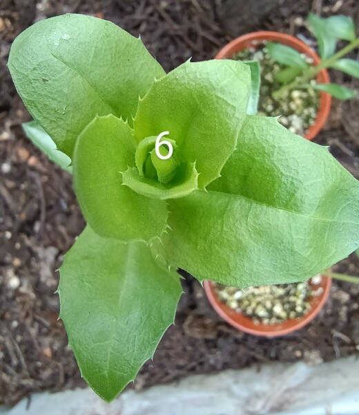 'Wildflowers' packet germinated, but what the heck are they?! Plant ID help please 